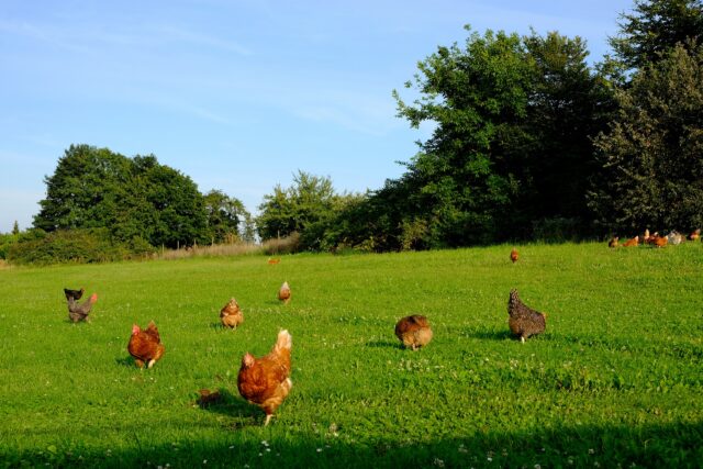 galline felici?